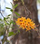 Orange azalea